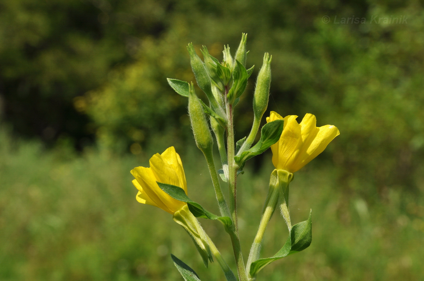 Изображение особи род Oenothera.