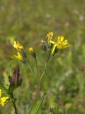 Hieracium leptoprenanthes