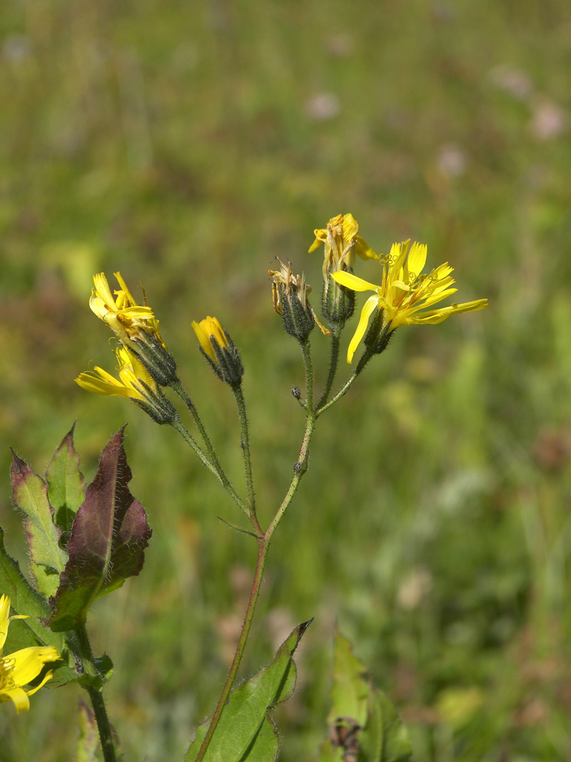 Image of Hieracium leptoprenanthes specimen.