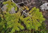 genus Picea