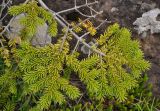 genus Picea. Верхушка ветви. Исландия, окр. г. Кефлавик, вершина прибрежной скалы. 31.07.2016.
