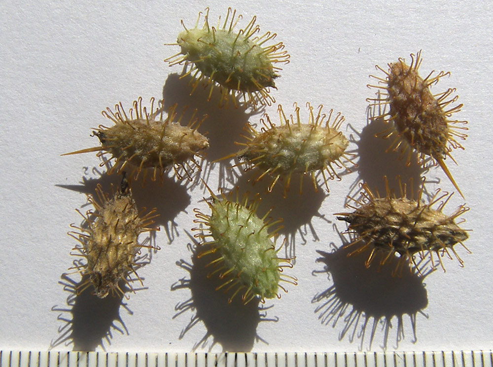 Image of Xanthium spinosum specimen.