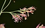 Calamagrostis langsdorffii