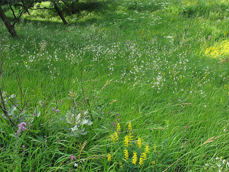 Изображение особи Anthericum ramosum.