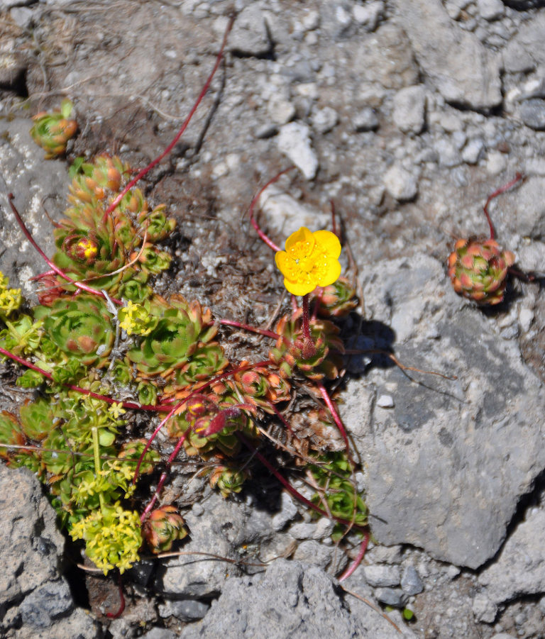 Image of Saxifraga flagellaris specimen.
