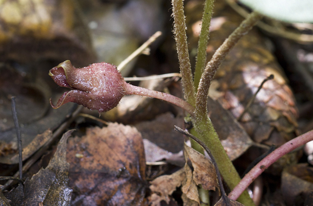 Изображение особи Asarum europaeum.