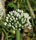 Allium cepa. Соцветие с нераскрывшимися цветками. Восточный Казахстан, Уланский р-н, с. Украинка, дачный участок. 05.07.2016.
