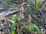 Persicaria amphibia. Верхушка расцветающего растения. Воронежская обл., берег реки Усманка. 03.07.2016.