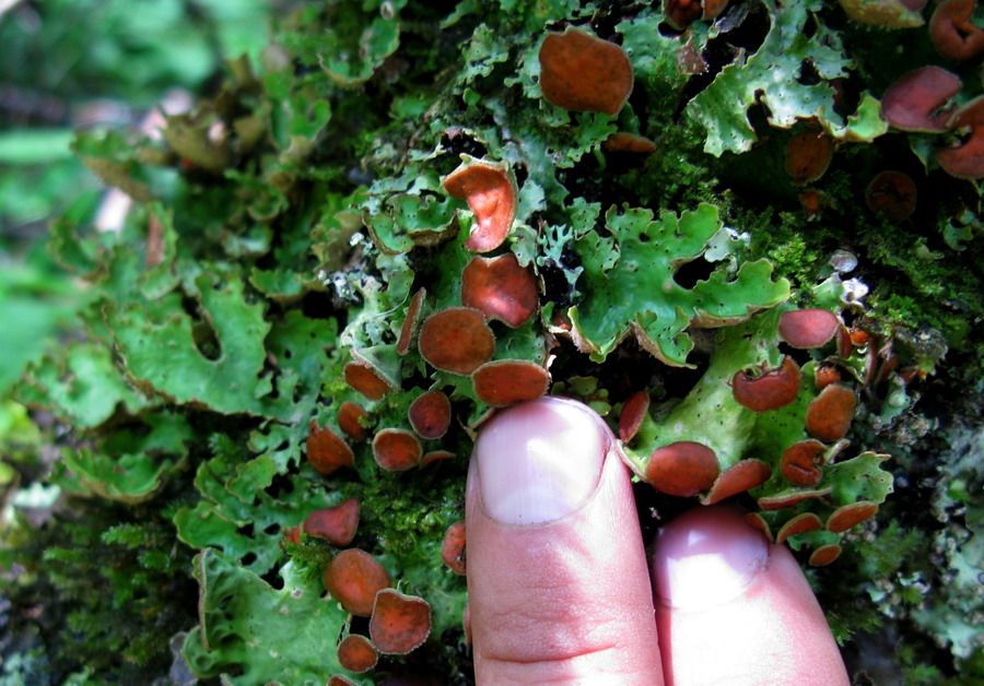 Изображение особи Dendriscosticta gelida.