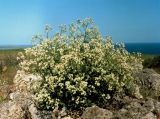 Crambe tataria. Зацветающее растение на скальных выходах. Крым, Керченский п-ов, Опукский природный заповедник. Начало июня 2003 г.