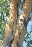 Eucalyptus camaldulensis. Части скелетных ветвей. Италия, регион Лацио, провинция Риети (Rieti), г. Мальяно-Сабина (Magliano-Sabina), в культуре. 7 сентября 2014 г.
