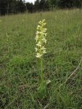 Platanthera chlorantha