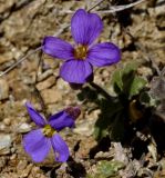 Aubrieta thessala