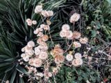 Heterotheca subaxillaris