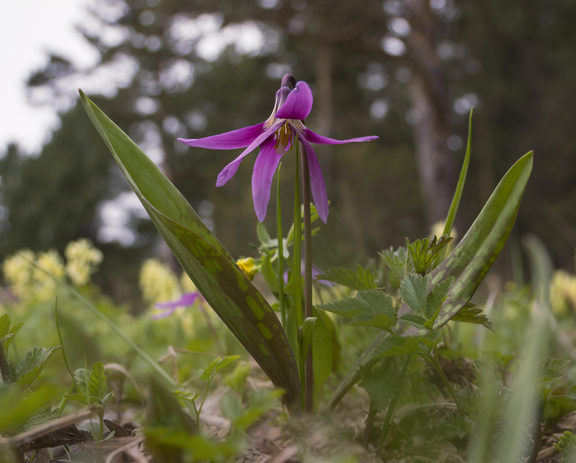 Изображение особи Erythronium sibiricum.