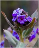 Pulmonaria mollis