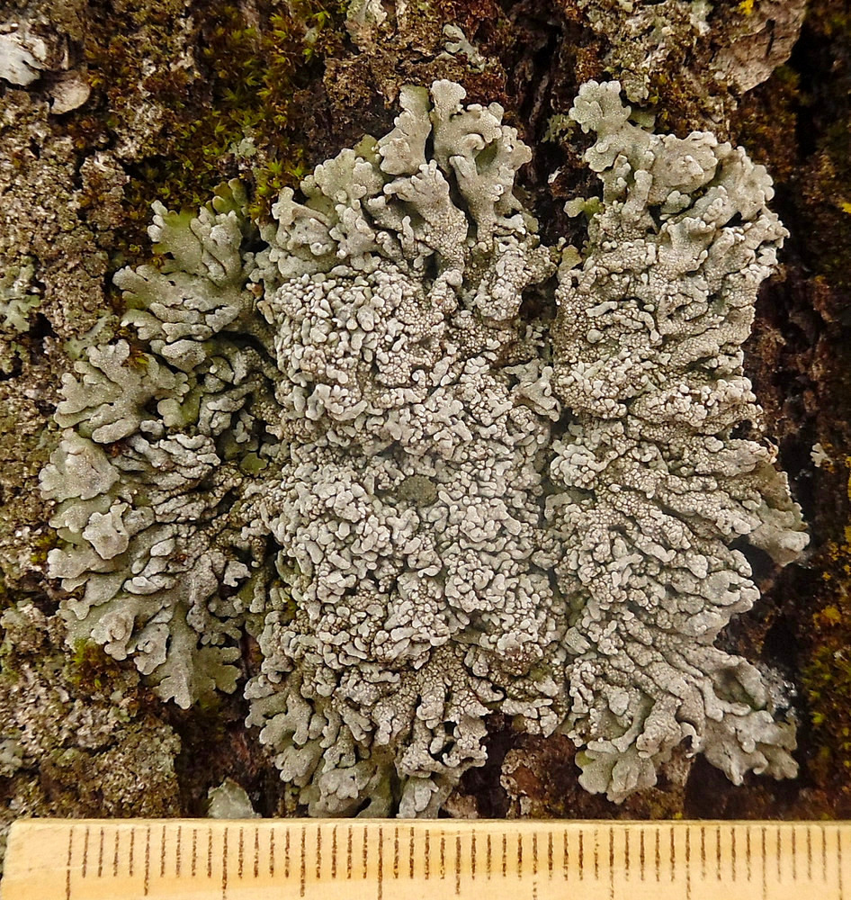 Image of Physconia distorta specimen.