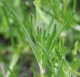 Spergularia rubra