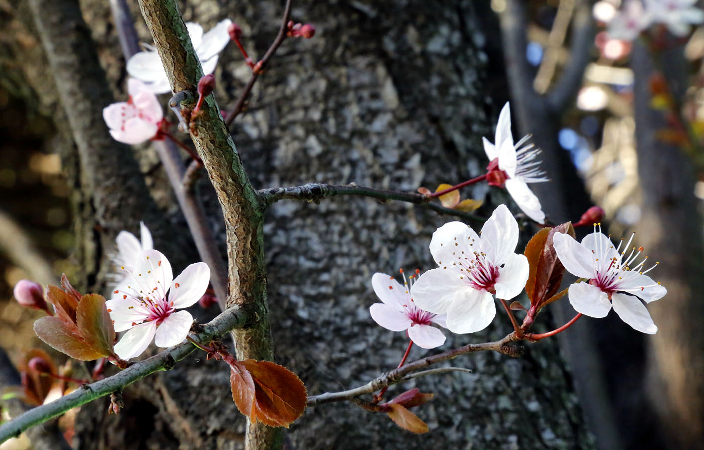 Image of Prunus cerasifera var. pissardii specimen.