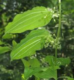 Smilax maximowiczii