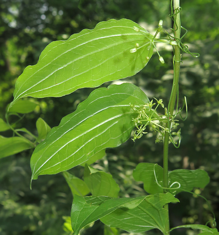 Image of Smilax maximowiczii specimen.