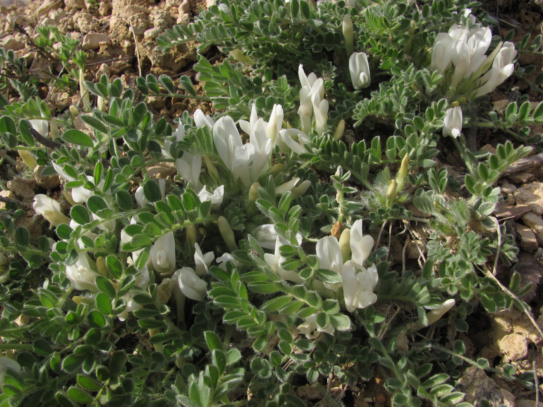 Image of Astragalus rupifragus specimen.