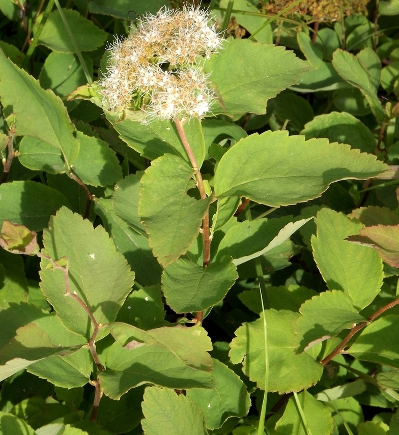 Image of Spiraea betulifolia specimen.