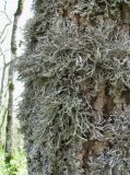 genus Anaptychia