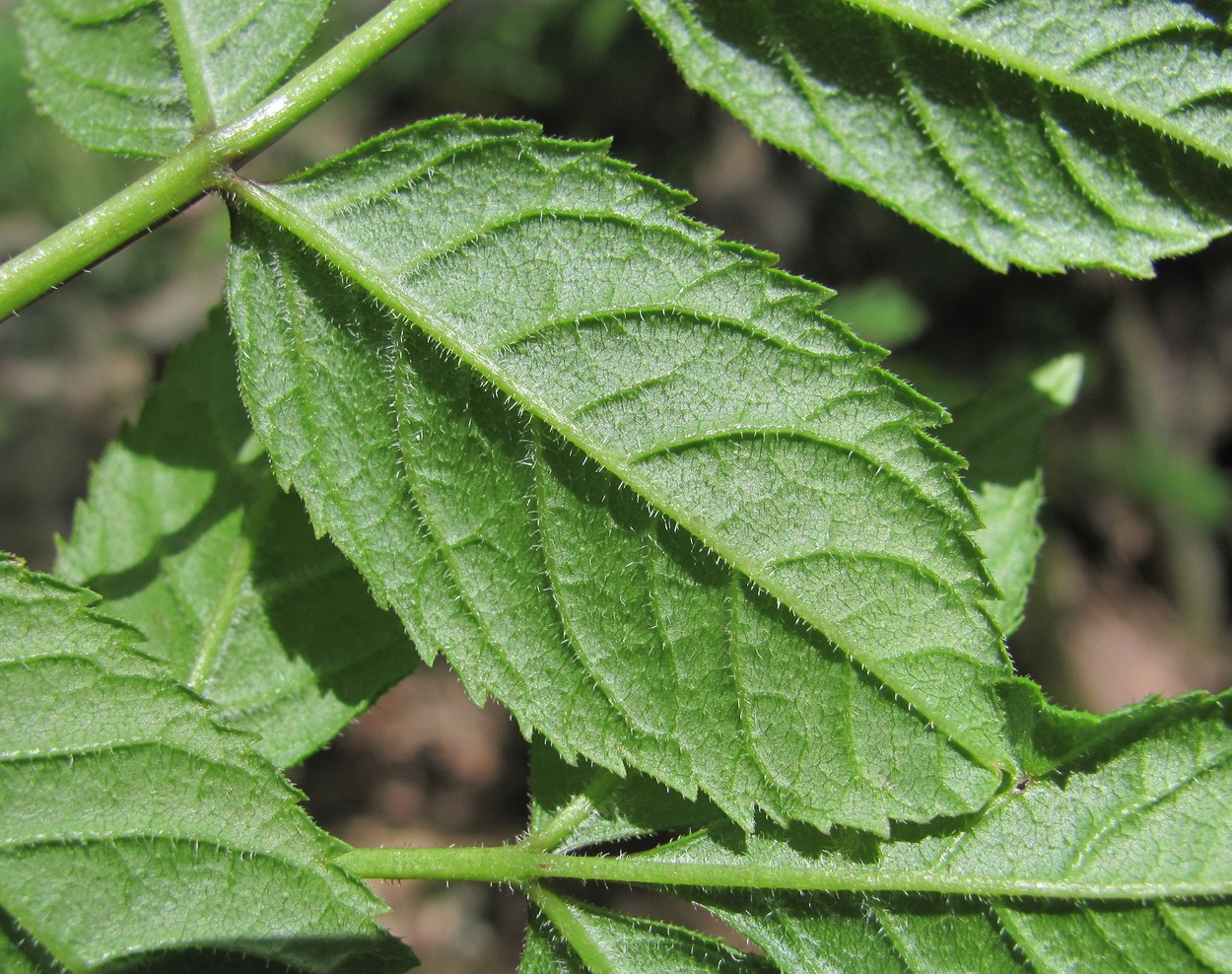 Изображение особи Fraxinus excelsior.