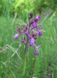 Anacamptis morio ssp. caucasica