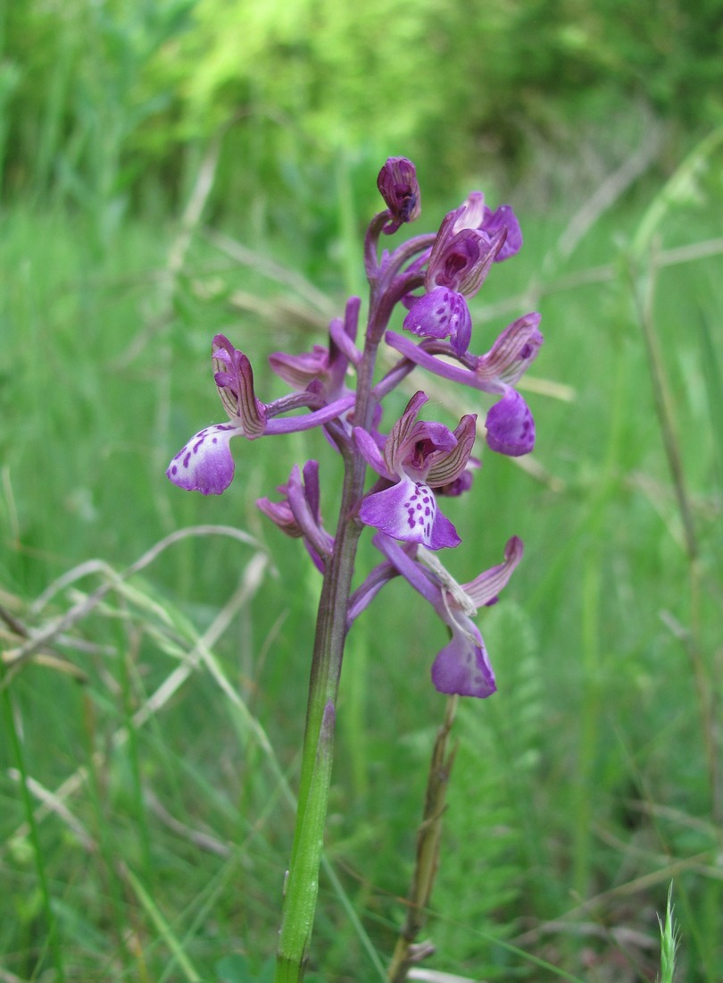 Изображение особи Anacamptis morio ssp. caucasica.