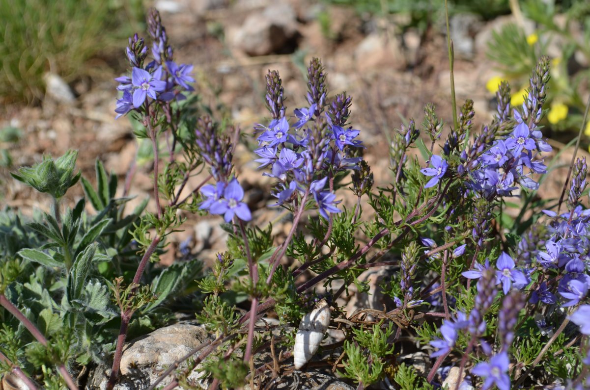 Image of Veronica capsellicarpa specimen.