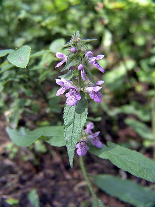 Изображение особи Stachys palustris.