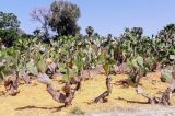 genus Opuntia. Вегетирующие и бутонизирующие растения. Израиль, г. Тель-Авив, ботанический сад \"Сад кактусов\". 03.05.2017.