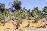 genus Opuntia