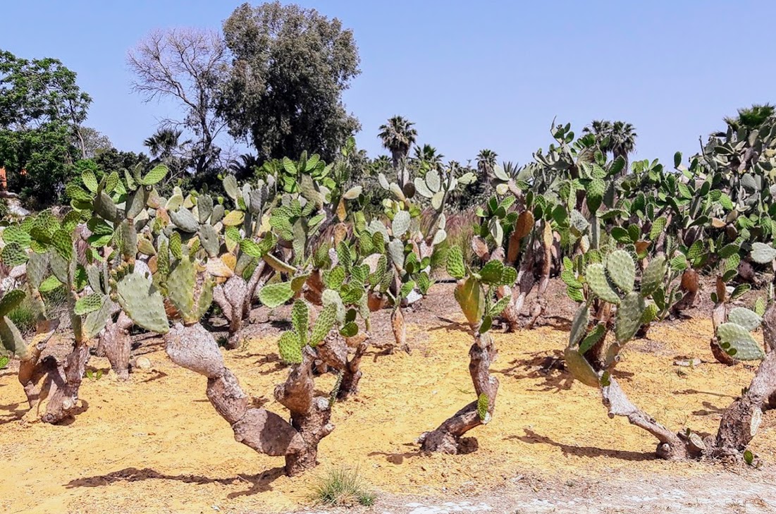 Image of genus Opuntia specimen.