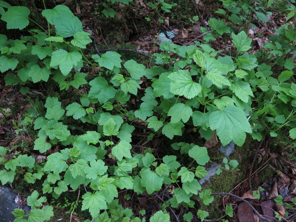 Image of Ribes triste specimen.