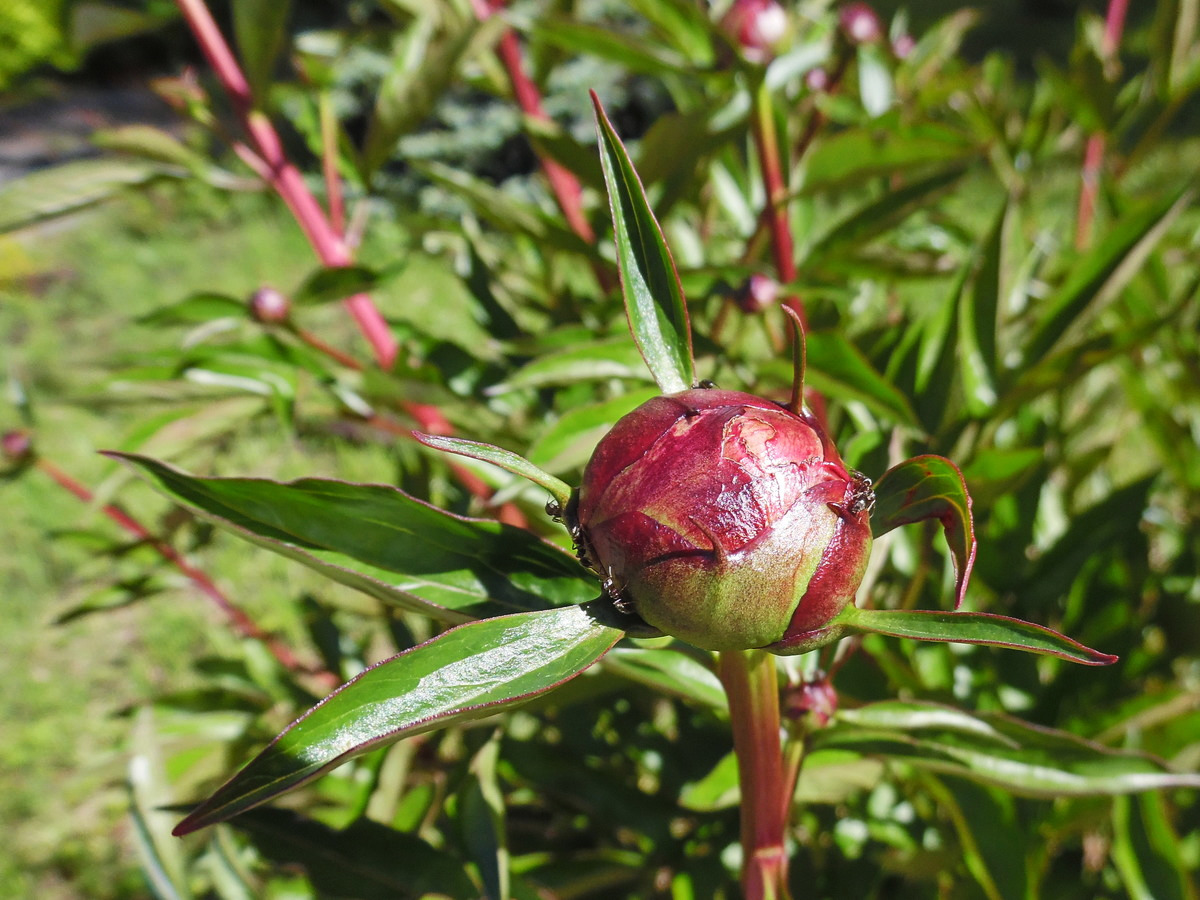 Image of Paeonia lactiflora specimen.