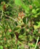 Trifolium striatum. Верхушка побега с отцветшим соцветием. Краснодарский край, Абинский р-н, окр. пос. Новый, луг на месте старой вырубки(?). 13.06.2017.