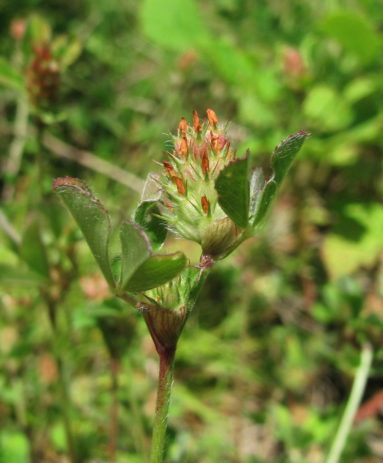 Изображение особи Trifolium striatum.