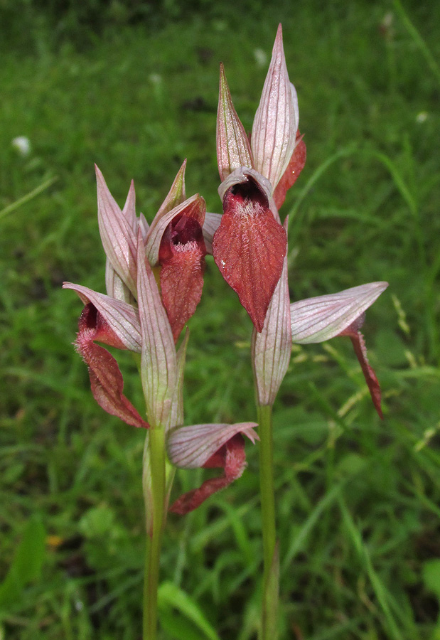 Изображение особи Serapias orientalis ssp. feldwegiana.