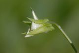 Viola arvensis