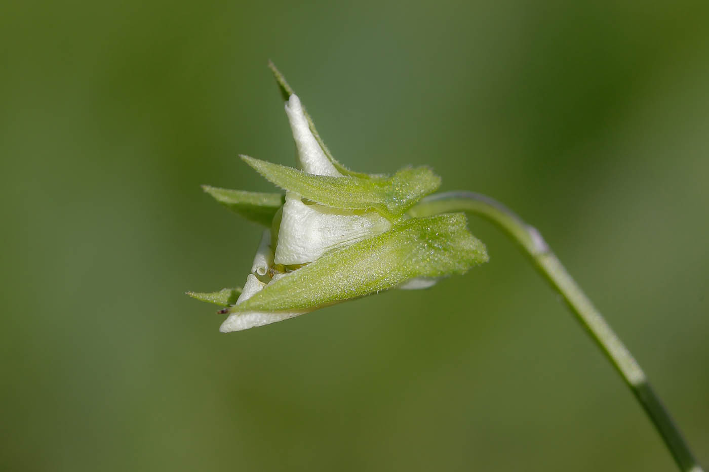 Image of Viola arvensis specimen.