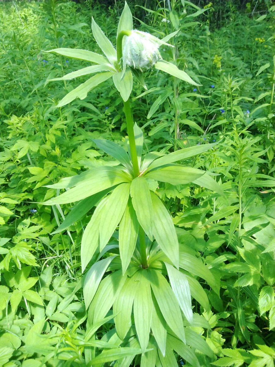 Изображение особи Lilium pilosiusculum.