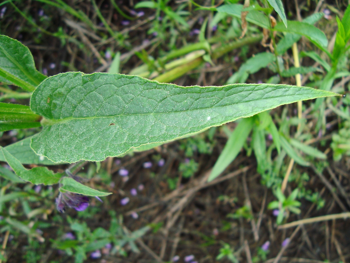 Изображение особи Symphytum officinale.