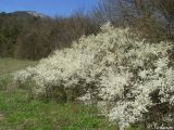 Prunus stepposa. Цветущие кусты. Крым, Байдарская долина, окр. с. Тыловое. 19.04.2010.