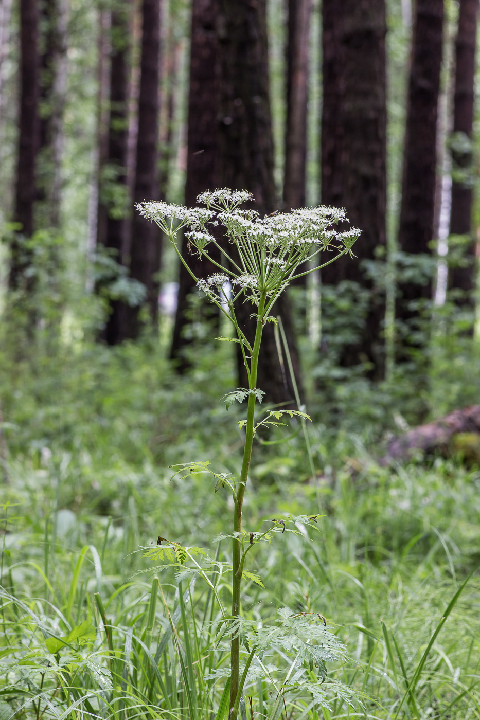 Изображение особи Pleurospermum uralense.