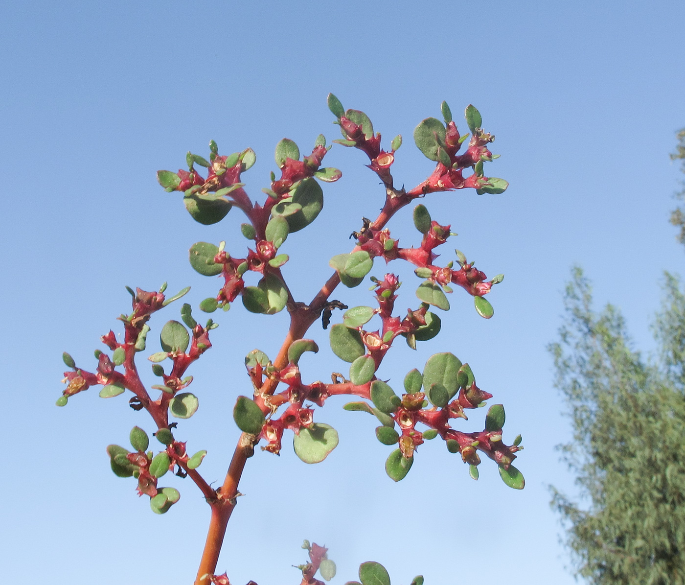 Изображение особи Trianthema portulacastrum.