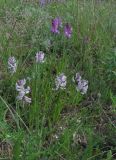 Polygala major