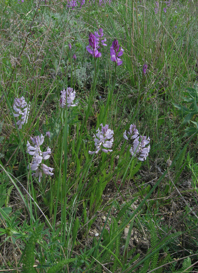 Изображение особи Polygala major.